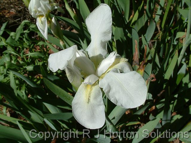 Iris white